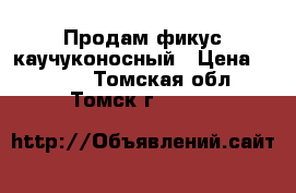 Продам фикус каучуконосный › Цена ­ 1 300 - Томская обл., Томск г.  »    